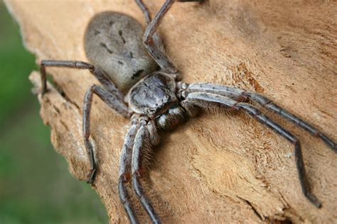 egyptian huntsman spider|Giant huntsman spider: The largest spider by leg span.